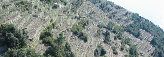 Cinque Terre 065X.JPG